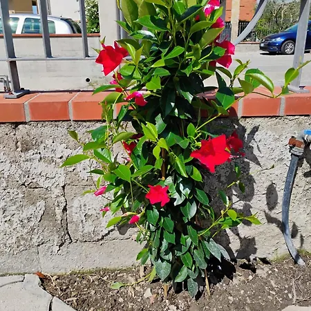 Tatil Evi Dei Nonni *